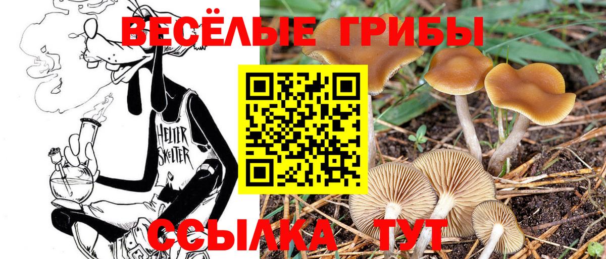 Галлюциногенные грибы Cubensis  Вход с VPN  Вольск  Галлюциногенные грибы Magic Shrooms 